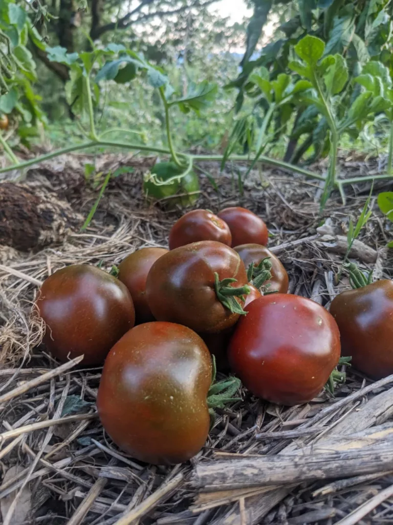 L'image montre un tas de tomates noires dans le jardin, au pied des pieds de tomates