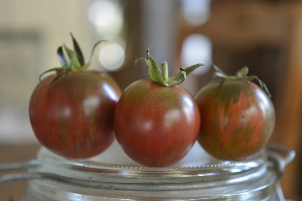 Semences biologiques et reproductibles de tomate black vernissage