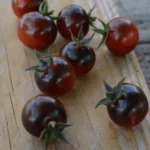 Tomate "Blue Berries"
