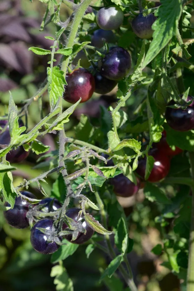 Une grappe de tomate Blue Berries sur le pied