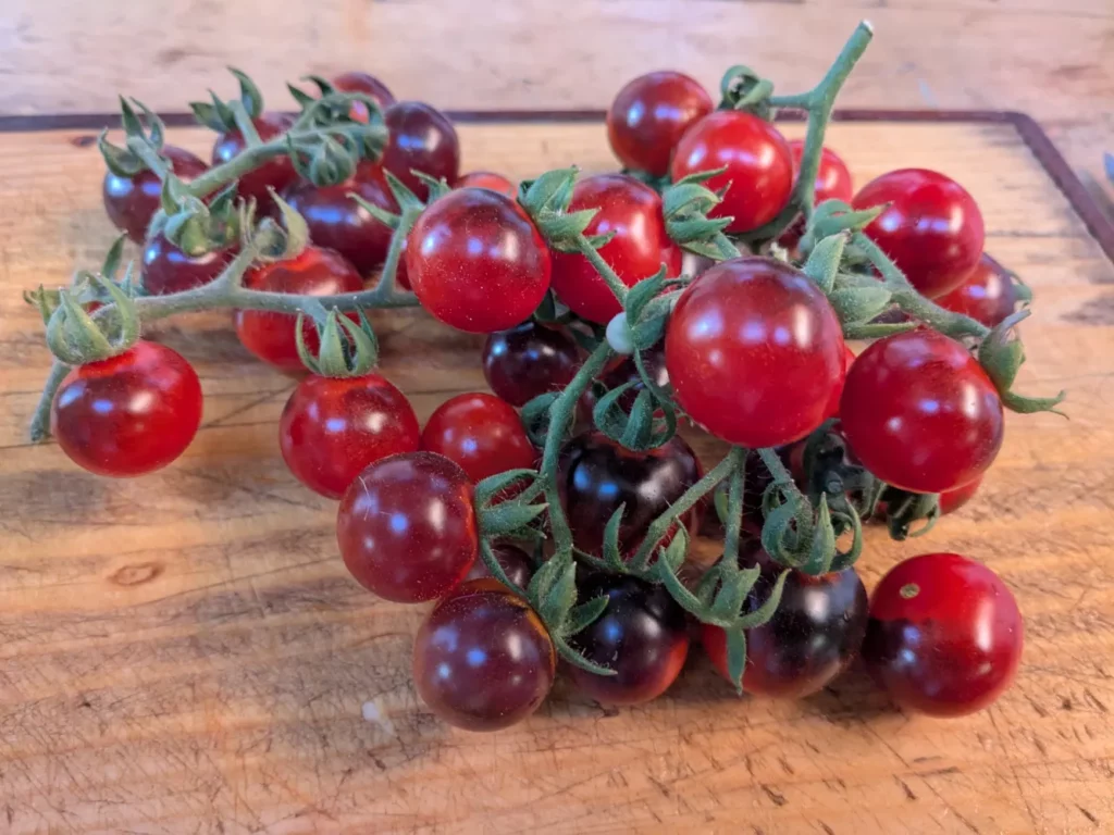 Une grosse grappe de tomate blue berries