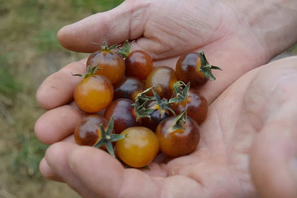 Une poigné de tomate cerise blue cream berry