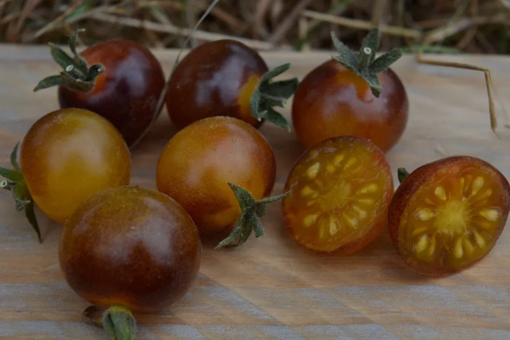 Graines biologiques reproductibles de Tomate "Blue Cream Berry" - Pensez Sauvage