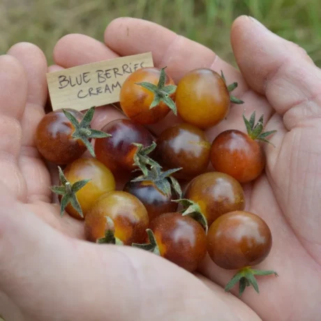 Une grosse poignée de tomate Blue cream berry