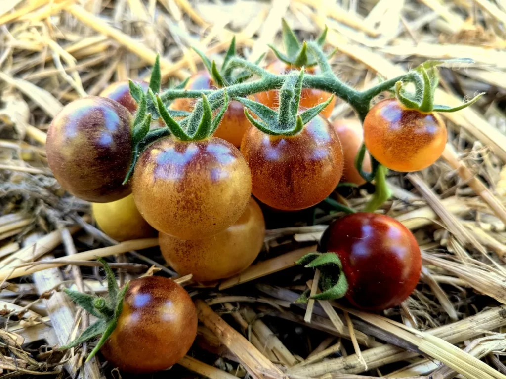 Des tomates cerises Blue cream berry sur un lit de paille