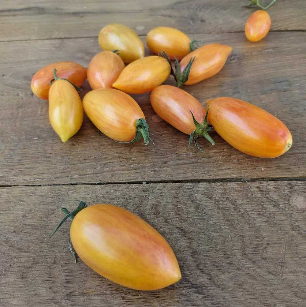 plusieurs tomates sur une table, elles sont orange et on l'air délicieuses