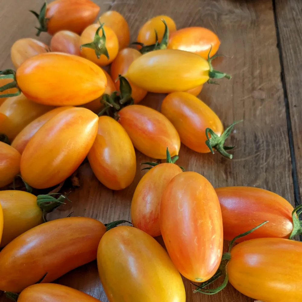 Un petit tas de tomates blush tiger nonchalament posé sur une table en bois