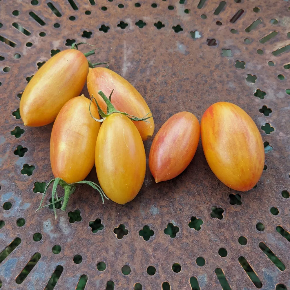 Six tomates Blush Tiger sur une vielle chaise en fer un peu rouillée