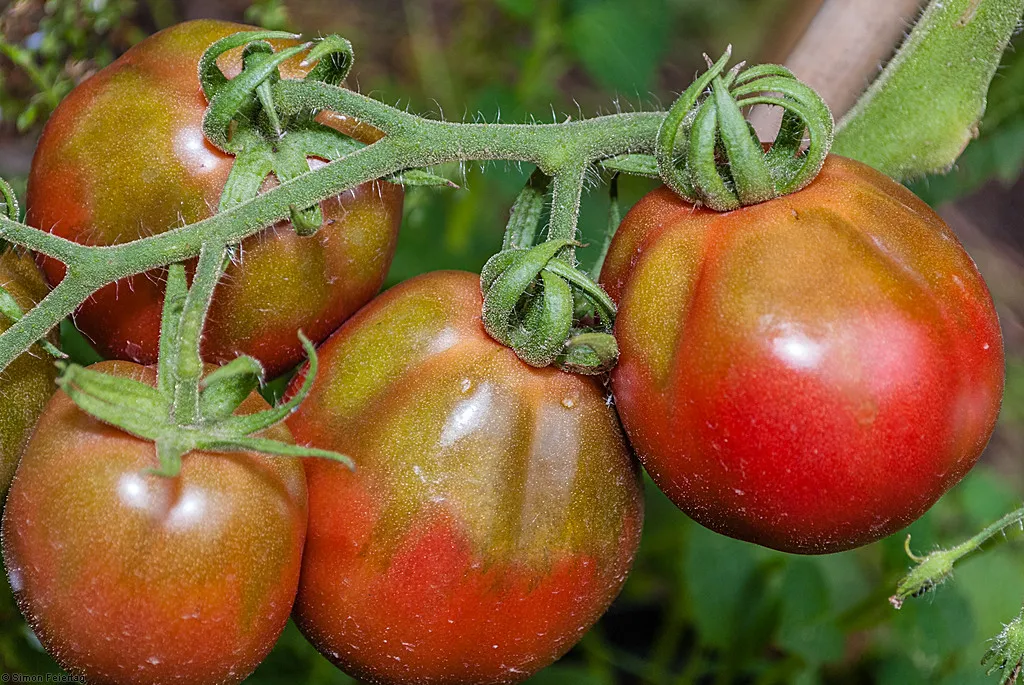 Graines biologiques reproductibles de Tomate "Boar's Hoof" - Pensez Sauvage