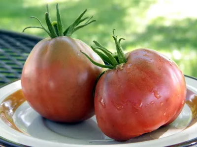 Graines biologiques reproductibles de Tomate "Boar's Hoof" - Pensez Sauvage