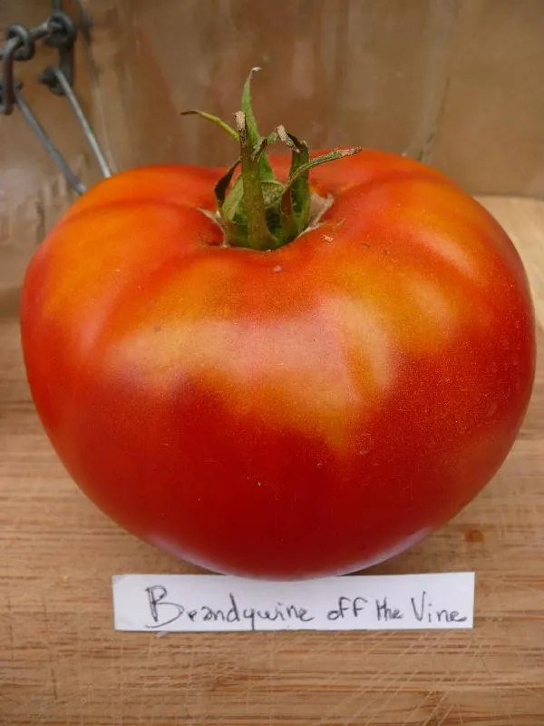 Graines biologiques reproductibles de Tomate "Brandywine off the vine" - Pensez Sauvage