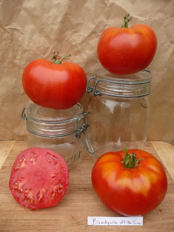Graines biologiques reproductibles de Tomate "Brandywine off the vine" - Pensez Sauvage
