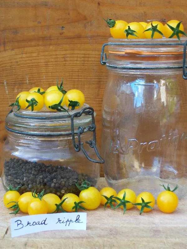 Graines biologiques reproductibles de Tomate "Broad ripple" - Pensez Sauvage