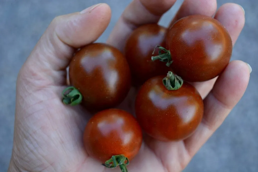 Graines biologiques reproductibles de Tomate "Brown Berry" - Pensez Sauvage
