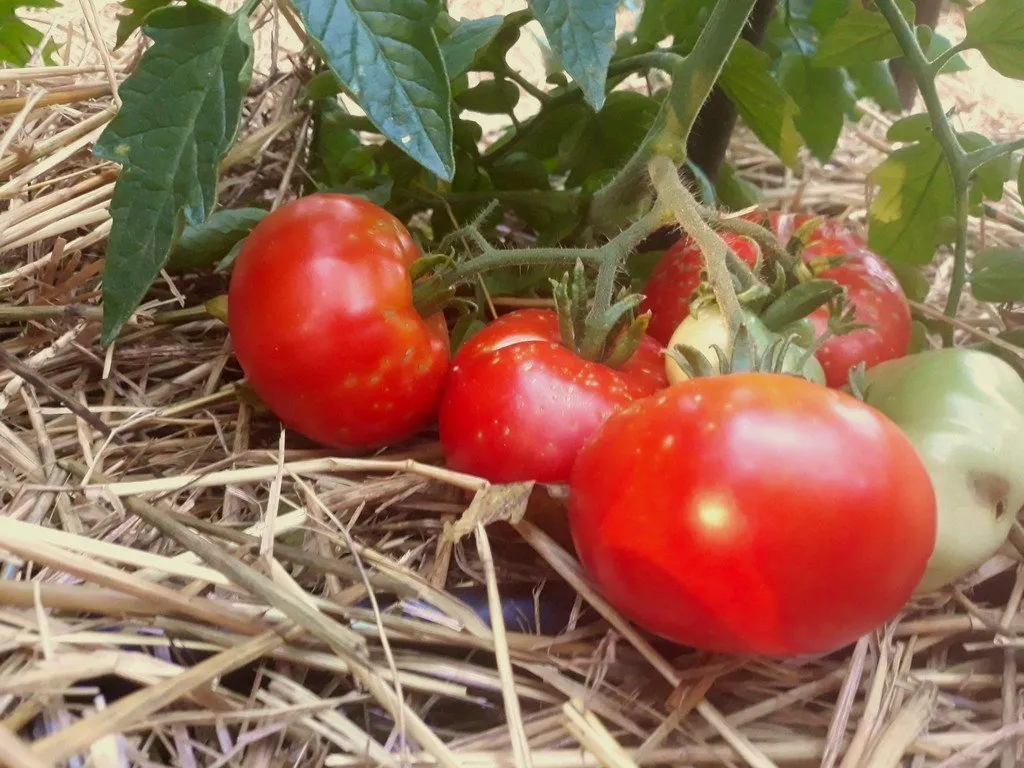 Graines biologiques reproductibles de Tomate "Burbank" - Pensez Sauvage
