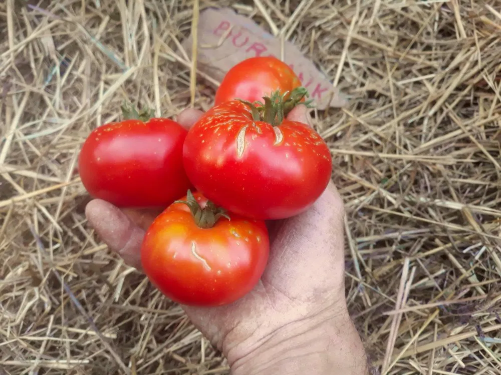 Graines biologiques reproductibles de Tomate "Burbank" - Pensez Sauvage