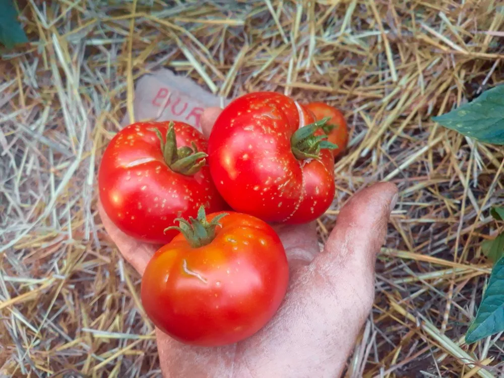 Graines biologiques reproductibles de Tomate "Burbank" - Pensez Sauvage