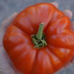 Tomate "Burpee Delicious"