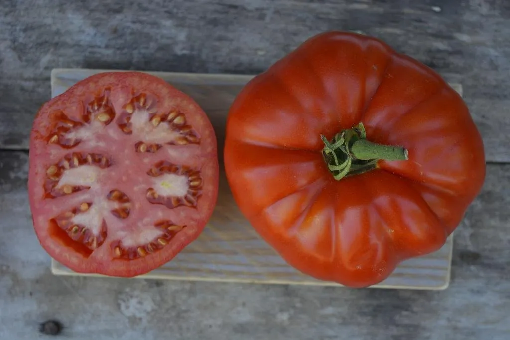 Sur cette image, on voit une tomate 'Burpee Delicious' posée sur une planche en bois, affichant fièrement sa belle couleur rouge vif et sa forme généreuse, légèrement côtelée. À côté d'elle, une moitié coupée révèle l'intérieur juteux et charnu de la tomate, avec des graines bien réparties et des parois épaisses. La texture semble tendre et prometteuse, idéale pour une bonne salade d'été ou un sandwich savoureux. La surface de la planche rustique met en valeur la tomate, ajoutant une touche authentique et naturelle à l'ensemble.
