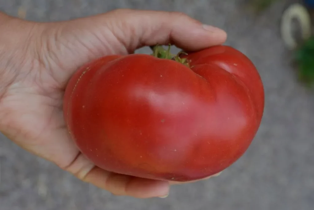 Sur cette photo, on voit une main qui tient délicatement une magnifique tomate 'Burpee Delicious'. La tomate, bien dodue et de couleur rouge éclatante, occupe une bonne partie de la paume, montrant qu'elle est de belle taille. Sa surface lisse et légèrement brillante laisse deviner sa chair juteuse à l'intérieur. Le pédoncule vert est encore attaché, ajoutant une touche de fraîcheur à l'ensemble.