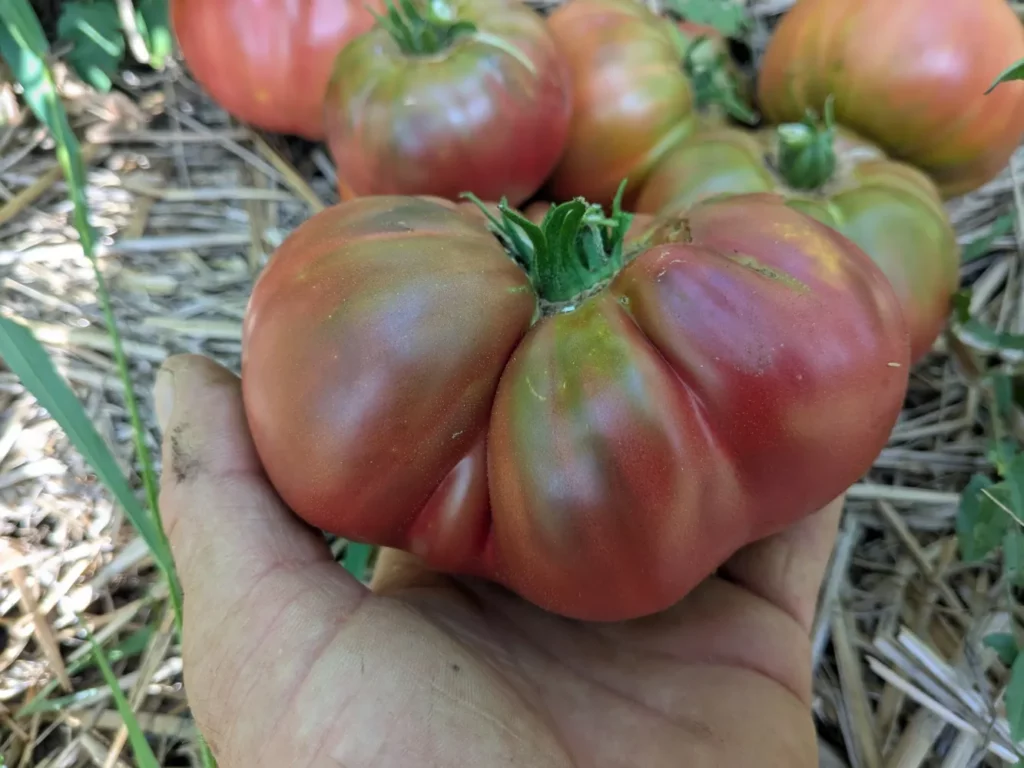 Une grosse tomate dans la main d'un jardinier
