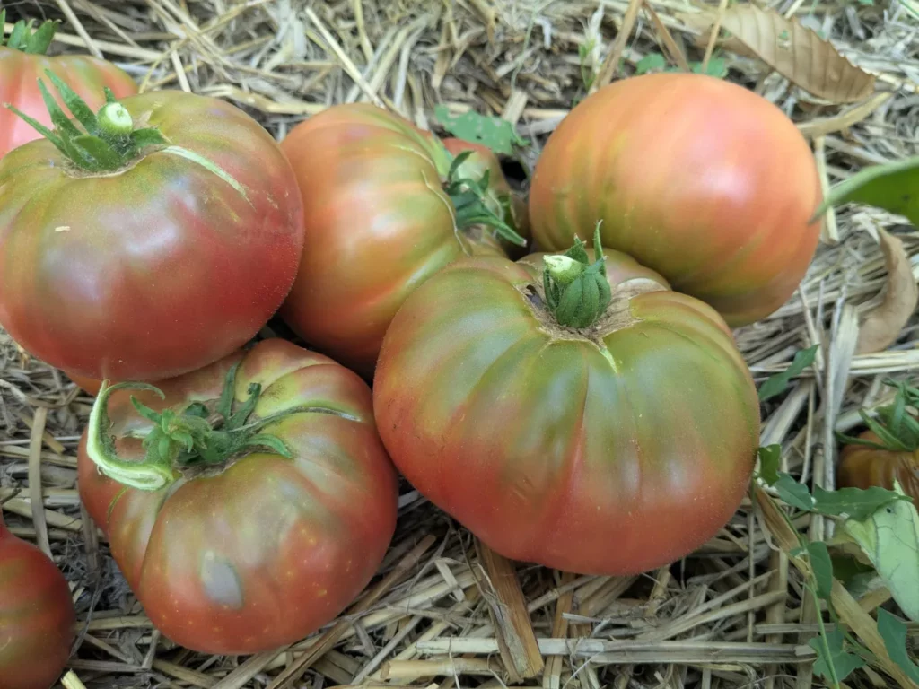 L'image montre un tas de tomate Captain Lucky sur de la paille