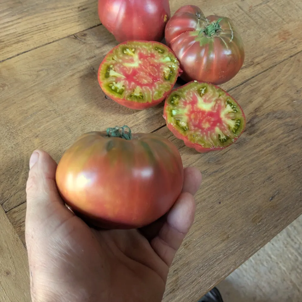 Captain Lucky une tomate dans la main!