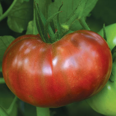 Graines biologiques reproductibles de Tomate "Carbon" - Pensez Sauvage