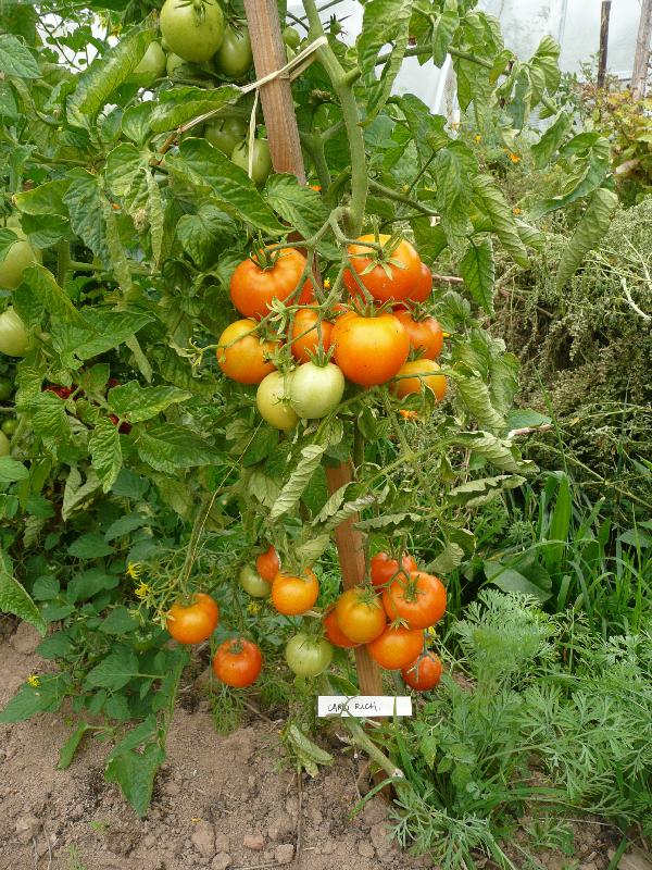 Graines biologiques reproductibles de Tomate "Caro rich" - Pensez Sauvage