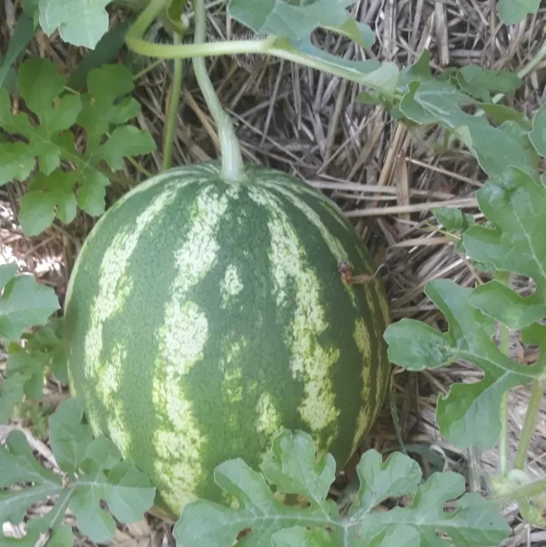 Graines biologiques reproductibles de Tomate "Cerise sweetie" - Pensez Sauvage