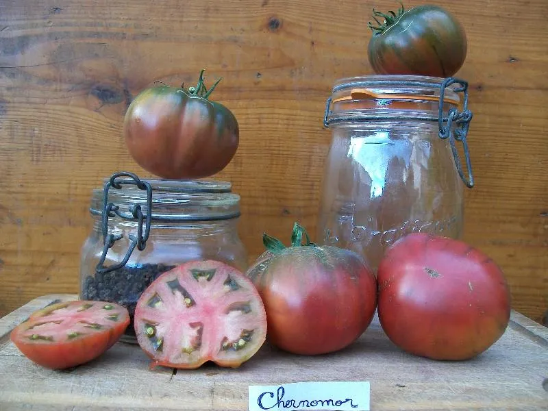 Graines biologiques reproductibles de Tomate "Chernomor" - Pensez Sauvage