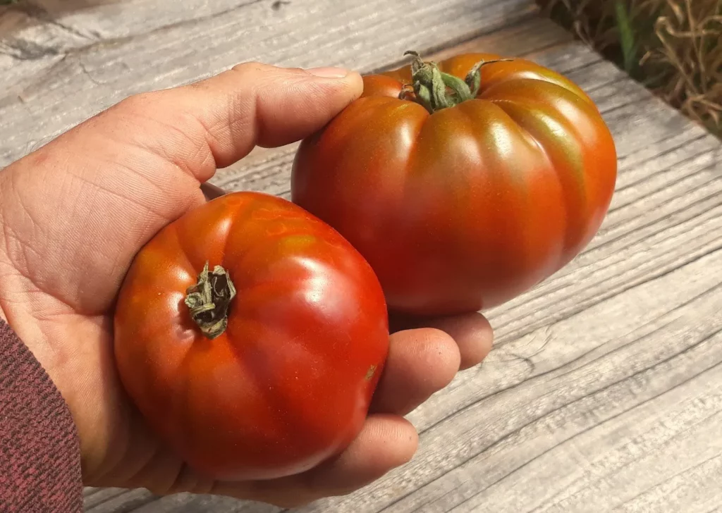 L'image montre le jardinier qui tient deux tomate avec seulement une main, il est très fort