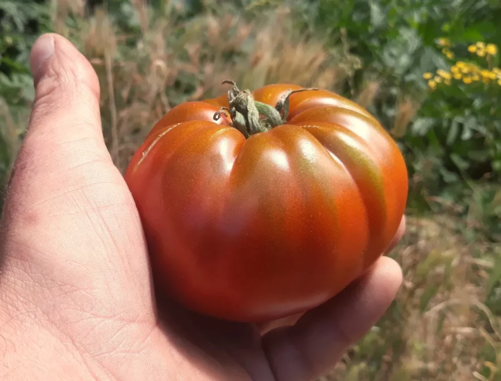 La photo nous montre une main de jardinier avec une tomate Cherokee Chocolate