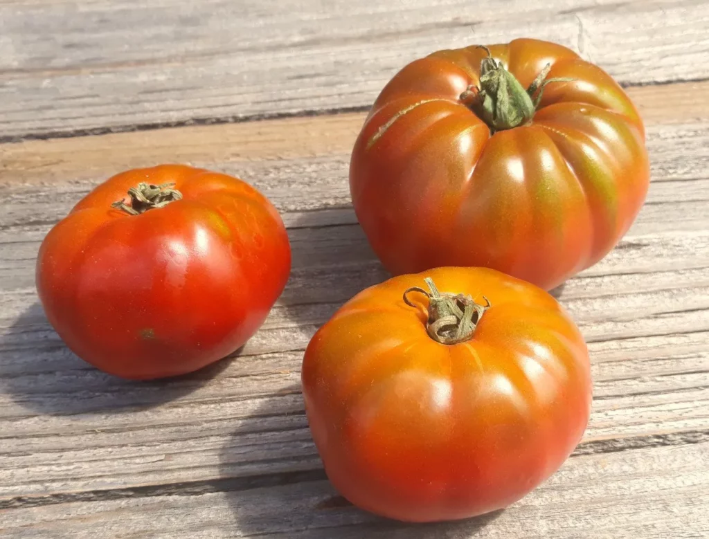 L'image montre des tomates Cherokee Chocolate
