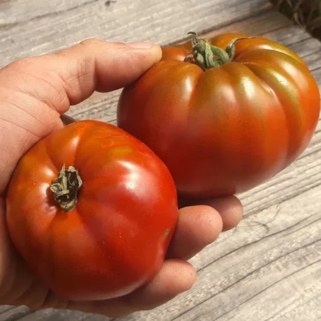 L'image montre le jardinier qui tient deux tomate avec seulement une main, il est très fort