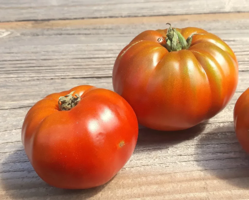 L'image montre des belles tomates appétissantes