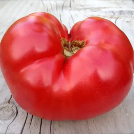 Graines biologiques reproductibles de Tomate "Chianti Rose" - Pensez Sauvage