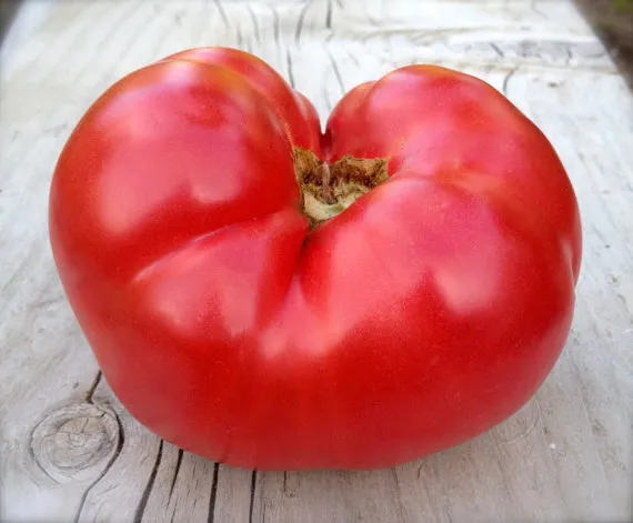 Graines biologiques reproductibles de Tomate "Chianti Rose" - Pensez Sauvage