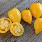Tomate "Citron"