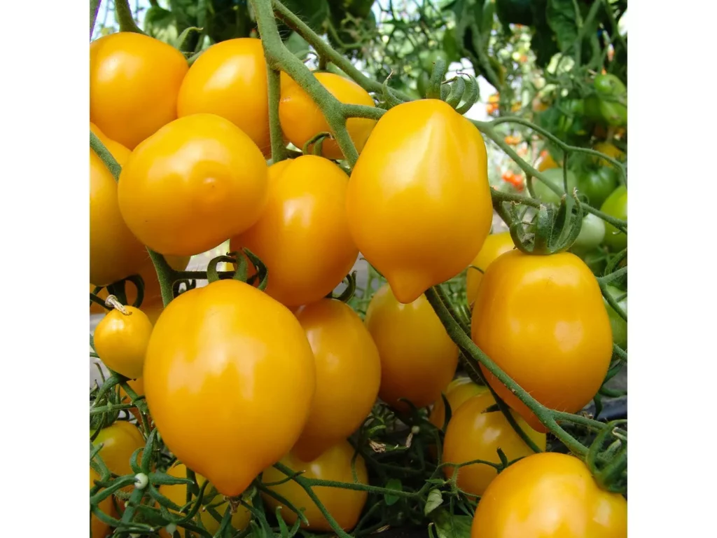 Semences biologiques et reproductibles
