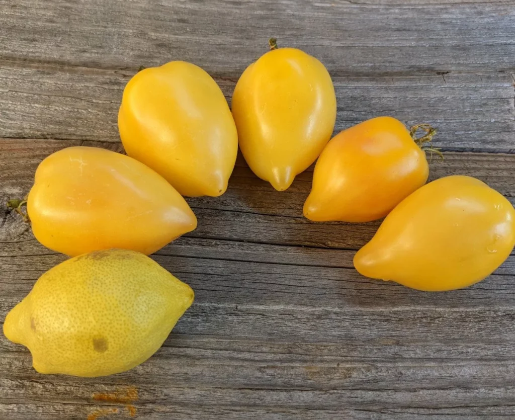 La photo montre un groupe de tomates jaunes, elles ont l'air heureuses d'etre ensemble!