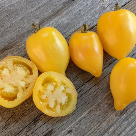L'image montre des tomates jaunes sur une planche grise, certaines sont coupées en deux