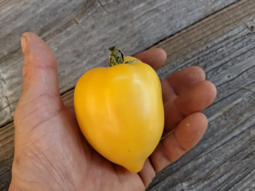 L'image montre une main qui tient une tomate citron, elle est jaune et pointue