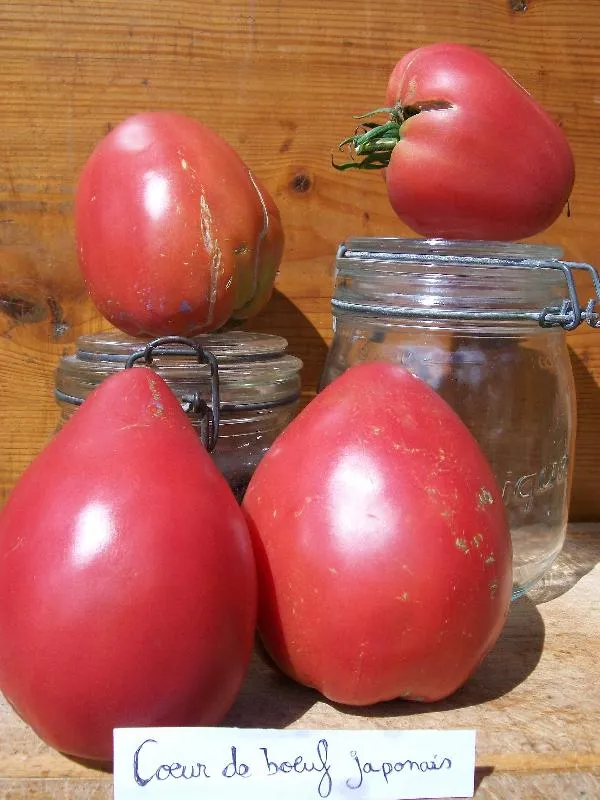Graines biologiques reproductibles de Tomate "Coeur de boeuf japonais" - Pensez Sauvage