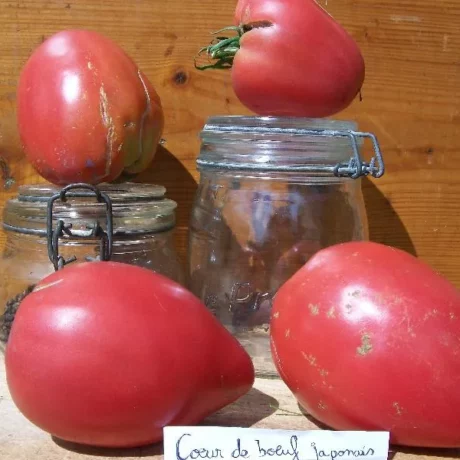 Graines biologiques reproductibles de Tomate "Coeur de boeuf japonais" - Pensez Sauvage
