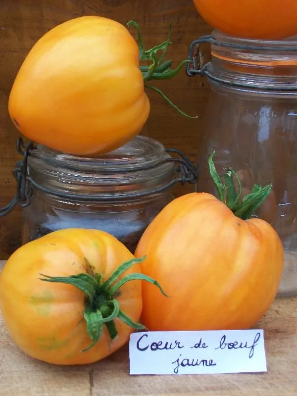 Graines biologiques reproductibles de Tomate "Coeur de boeuf jaune" - Pensez Sauvage