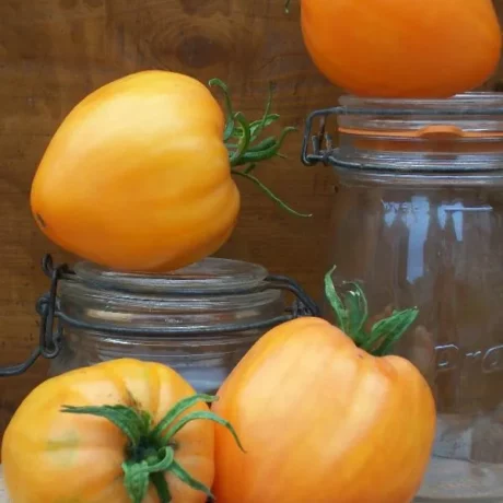 Graines biologiques reproductibles de Tomate "Coeur de boeuf jaune" - Pensez Sauvage