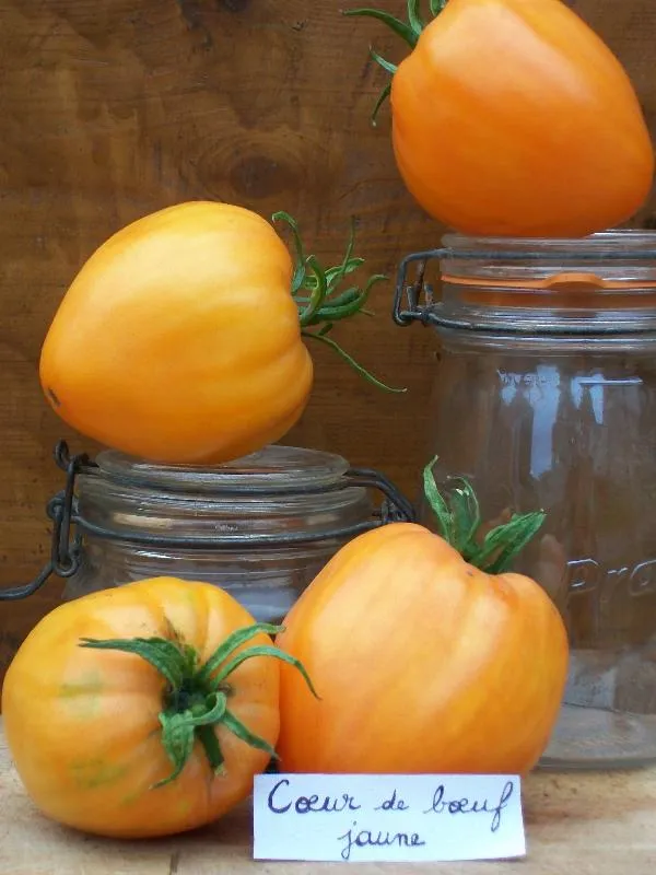 Graines biologiques reproductibles de Tomate "Coeur de boeuf jaune" - Pensez Sauvage