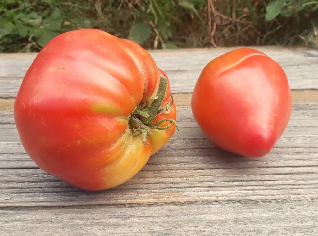 L'image montre deux grosses tomates rose sur une planche en bois grisé