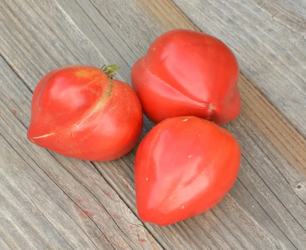 Semences biologiques et reproductibles de tomate Coeur de Boeuf Rose